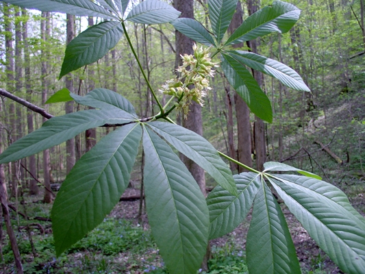 {Aesculus glabra}